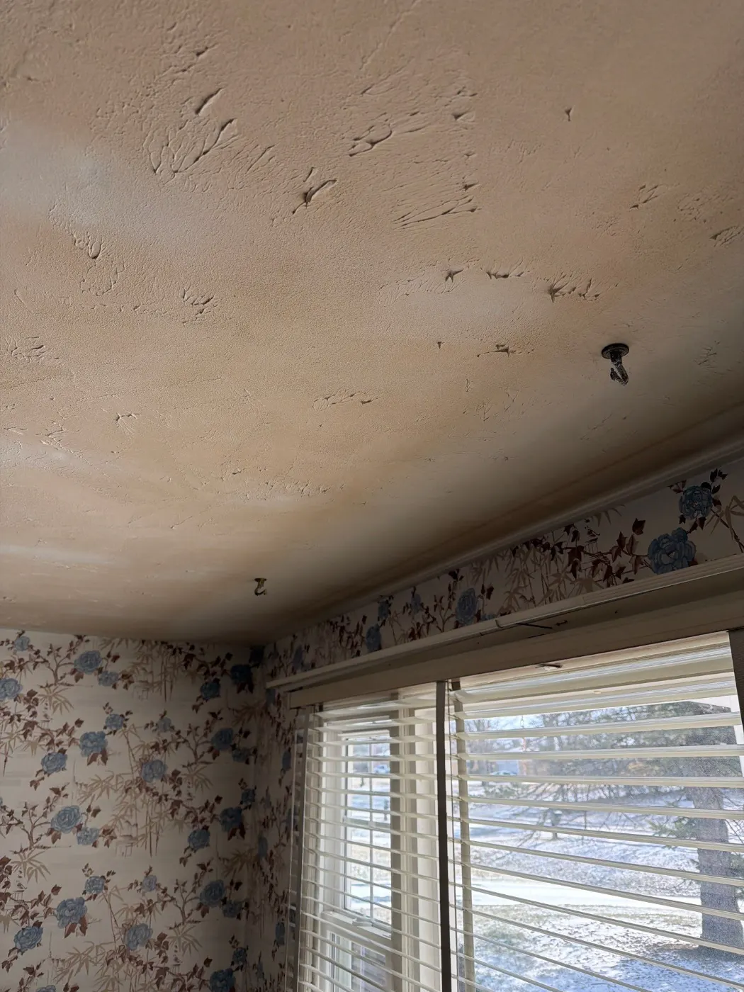 Moisture meter reading on drywall in Sunblest water loss
